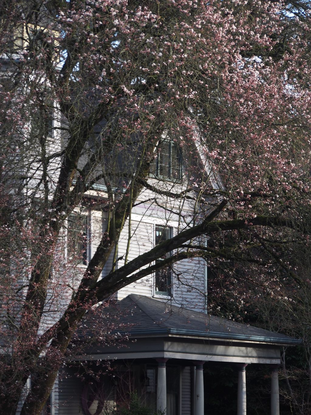 Seattle in the Spring- The biggest tease of all time except maybe for Pedro Pascal (Pedro if you’re reading this CALL&nbsp;ME).