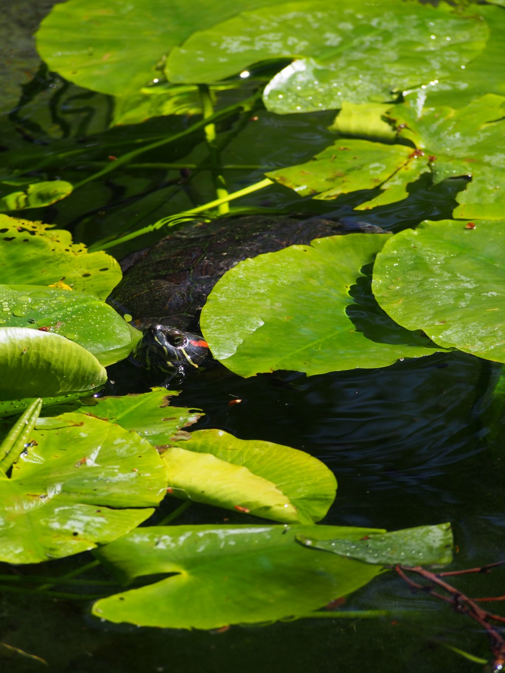 Dubrovnik, Croatia- Ragusan riches and salty&nbsp;bitches