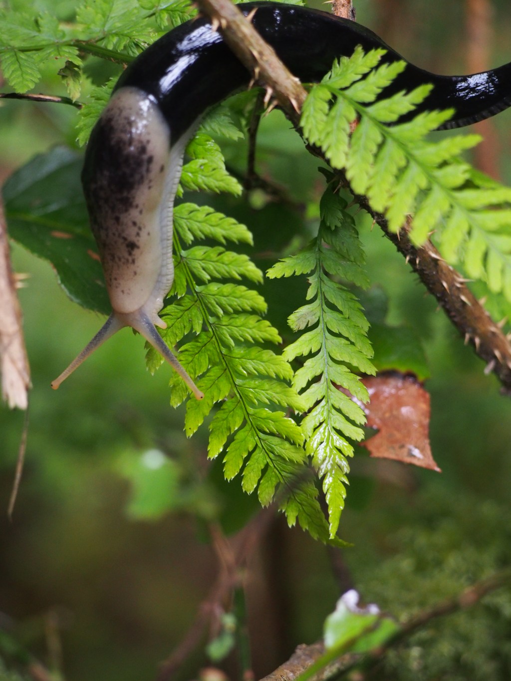 Vancouver Island- It’s official.  We’ve reached max level&nbsp;CUNTINESS.
